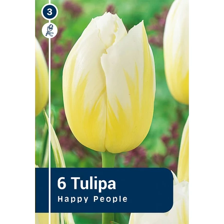 Vh 16447 Tulipa rembrandt Happy People 6db/cs 11/12