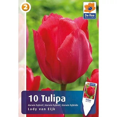 Vh16448 Tulipán Darwin Hybrid Lady van Eijk 10db/csom