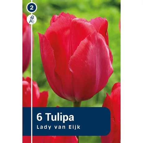 Vh 16448 Tulipa Darwin hybride Lady van Eijk 6db/cs 11/12