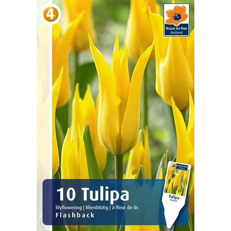 Vh16451 Tulipán Lilyflowering Flashback 10db/csom