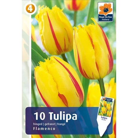 Vh16842 Tulipán Fringed Flamenco 10db/csom