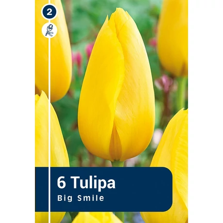 Vh 16870 Tulipa Single late Big Smile 6db/cs 11/12