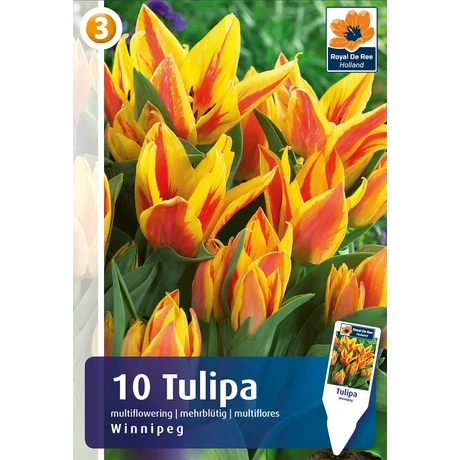 Vh 16897 Tulipa Greigii Winnipeg 6db/cs 11/12
