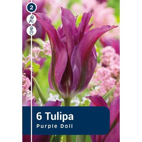 Vh 16454 Tulipa Viridiflora Purple Doll 6db/cs 11/12
