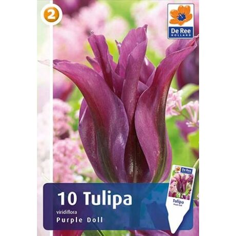 Vh16454 Tulipán Viridiflora Purple Doll 10db/csom
