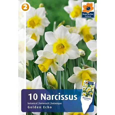 Vh 16455 Narcissus Botanical Golden Echo 10db/cs 10/12