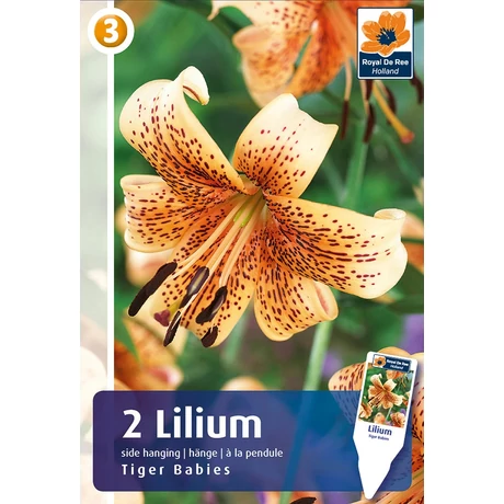 Vh 16499 Lilium Tigrinum Tiger Babies 2db/cs 16/18