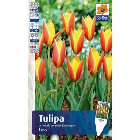 Vh Rackbox Tulipán Botanical Taco 150db