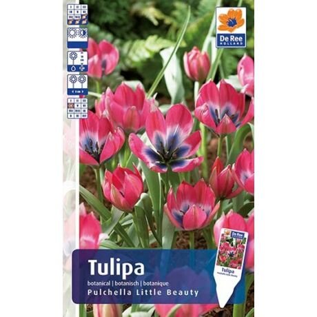 Vh Rackbox Tulipán Botanical Little Beauty 150db