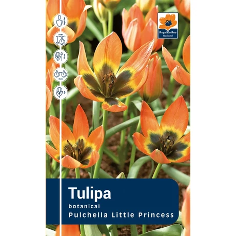 Vh Rackbox Tulipa Botnical Pulchella Little Princess 150db/cs 6/+