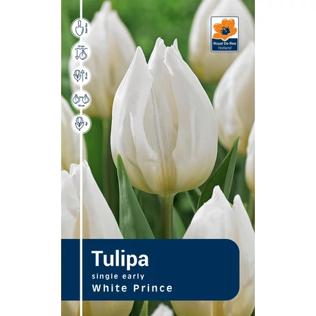 Vh Rackbox Tulipa Single early White Prince 120db/cs 11/12