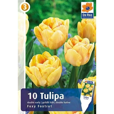 Vh Rackbox Tulipán Double Early Foxy Foxtrot 150db