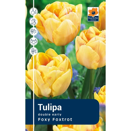 Vh Rackbox Tulipa double Foxy Foxtrot 120db/cs 11/12