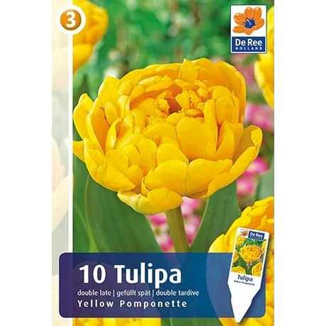 Vh Rackbox Tulipán Double Late Yellow Pomponette 150db