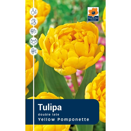 Vh Rackbox Tulipa double Yellow Pomponette 120db/cs 11/12