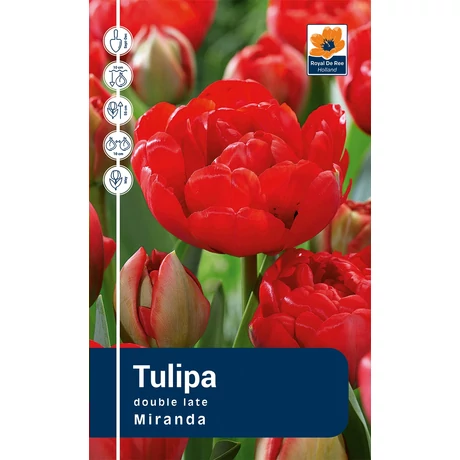 Vh Rackbox Tulipa double Miranda 120db/cs 11/12