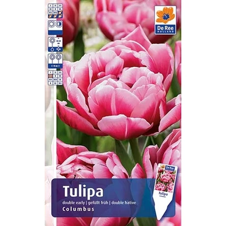 Vh Rackbox Tulipán Supreme Double Early Colombus 150db