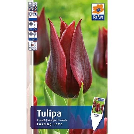 Vh Rackbox Tulipán Triumph Lasting Love 150db