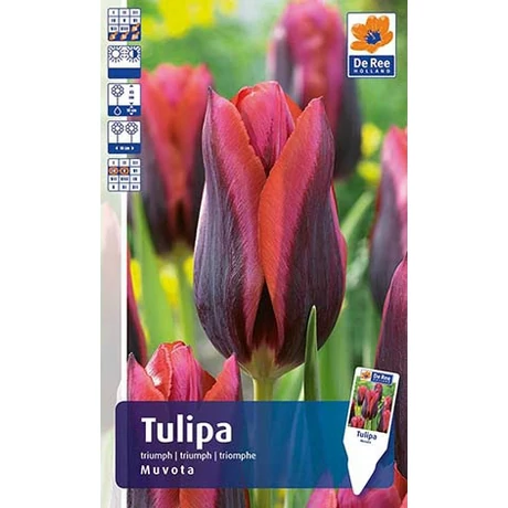 Vh Rackbox Tulipán Triumph Muvota 150db