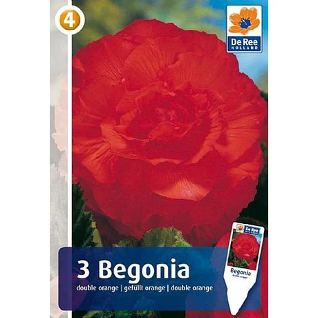 Vh08360 Begónia Double Orange