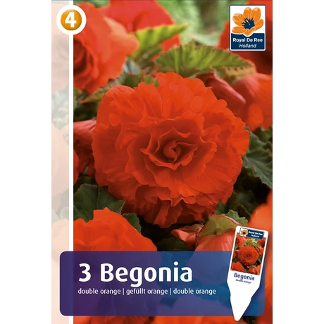 Vh08360 Begonia Double Orange 3db/cs