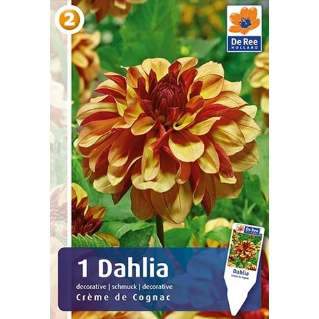 Vh08200 Dahlia Decorative Creme de Cognac