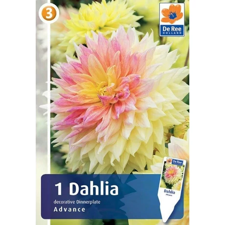 Vh08291 Dahlia Dinner Plate Advance 1db/cs