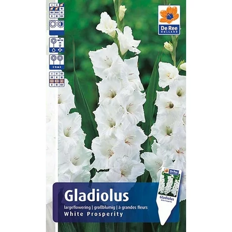 Vh Rackbox Gladiolus Largeflowering White Prosperity