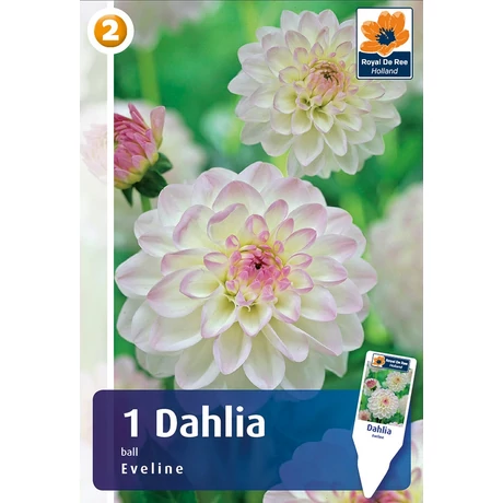 Vh08260 Dahlia Pompon/Ball Eveline 1db/cs