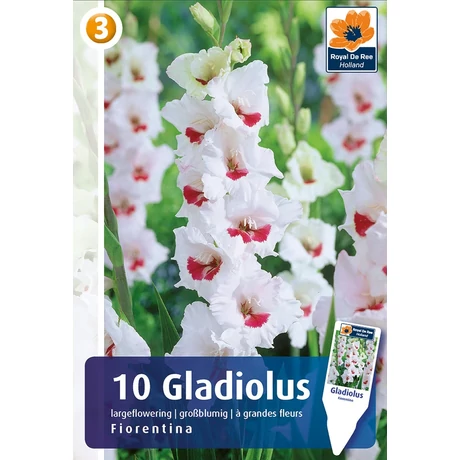 Vh08319 Gladiolus Largeflowering Fiorentina 10db/cs