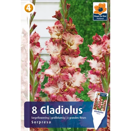 Vh08530 Gladiolus Largeflowering Sorpresa