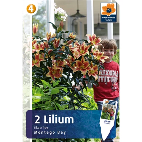 Vh08533 Liliom Tree Montego Bay 2db/cs