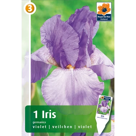 Vh08439 Írisz Germanica Violet 1db/cs