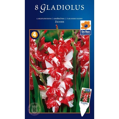 Vh08716 Gladiolus Supreme Largeflowering Zizanie 8 db/cs