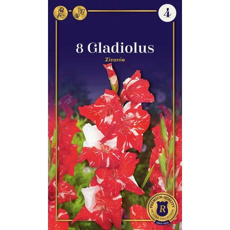 Vh08716 Gladiolus Supreme Largeflowering Zizanie 8 db/cs