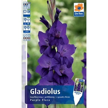 Vh Rackbox Gladiolus Largeflowering Purple Flora