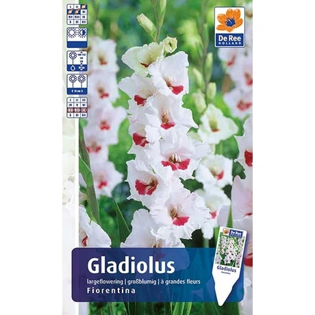 Vh Rackbox Gladiolus Largeflowering Fiorentina