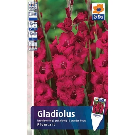 Vh Rackbox Gladiolus Largeflowering Plumtart