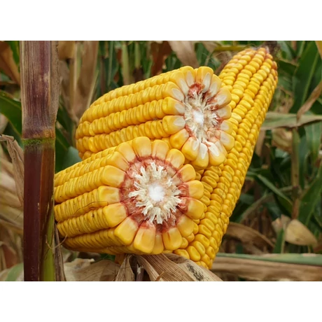 Z Kukorica MV Koppány 1000g