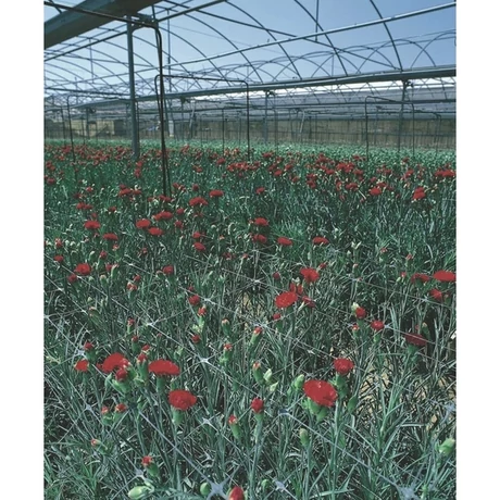 2002887 TRELLINET PP (Sz-120/8) növénytartó háló színtelen 1,2 x 1000