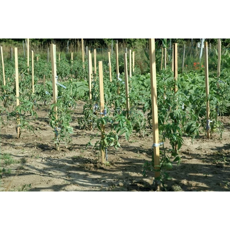 2018321 ACACIA akáckaró  25 x 25 mm akác H. 170 cm