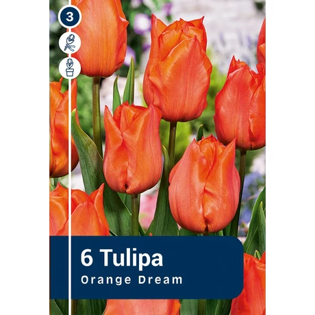 Vh 16476 Tulipa Triumph Orange Dream 6db/cs 11/12