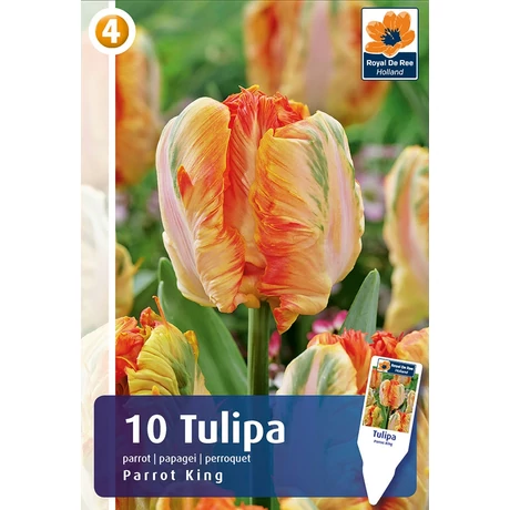 Vh16478 Tulipán Parrot Parrot King 10 db/csom