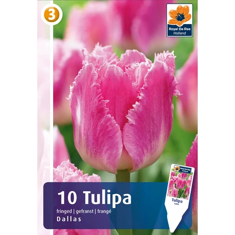 Vh16479 Tulipán Fringed Dallas 10 db/csom