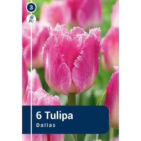 Vh 16479 Tulipa Crispa Dallas 6db/cs 11/12