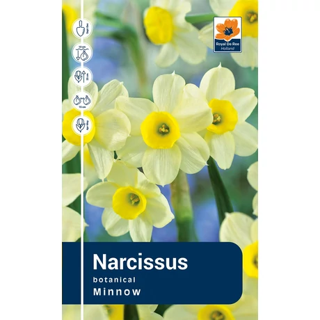 Vh Rackbox Narcissus Botanical Minnow 150db/cs 10/12