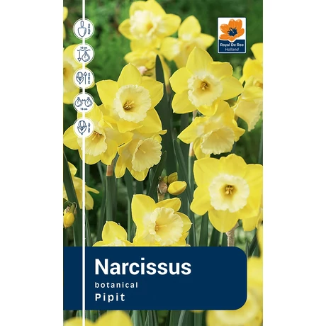 Vh Rackbox Narcissus Botanical Pipit 150db/cs 10/12