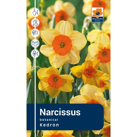 Vh Rackbox Narcissus Small cupped Kedron 40db/cs 12/14