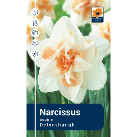 Vh Rackbox Narcissus Double Delnashaugh 25db/cs 14/16