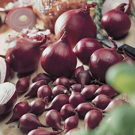 Dughagyma Lila Allium cepa Red comred 14-19mm 10kg/zsák